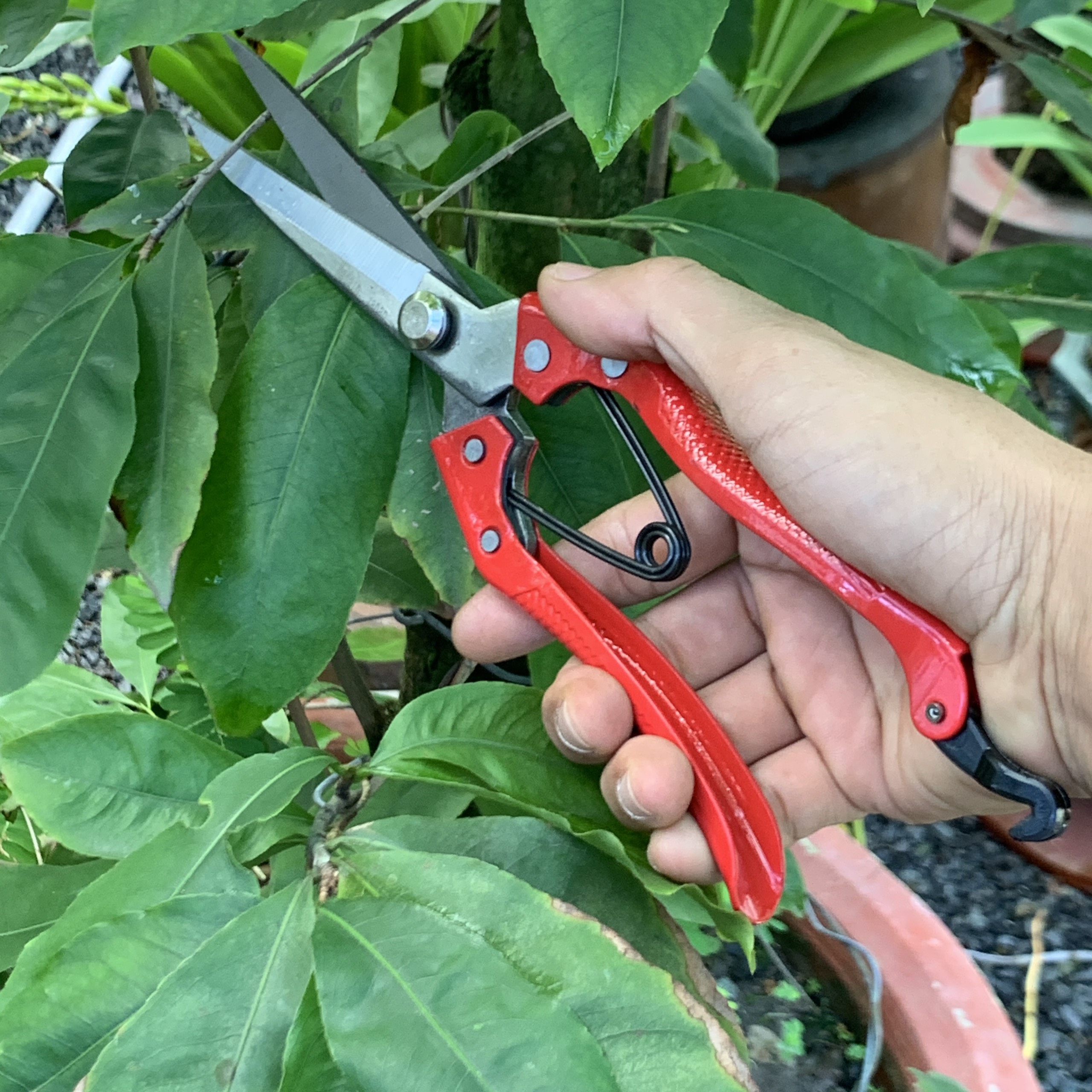 Kéo cắt tỉa cành cây
