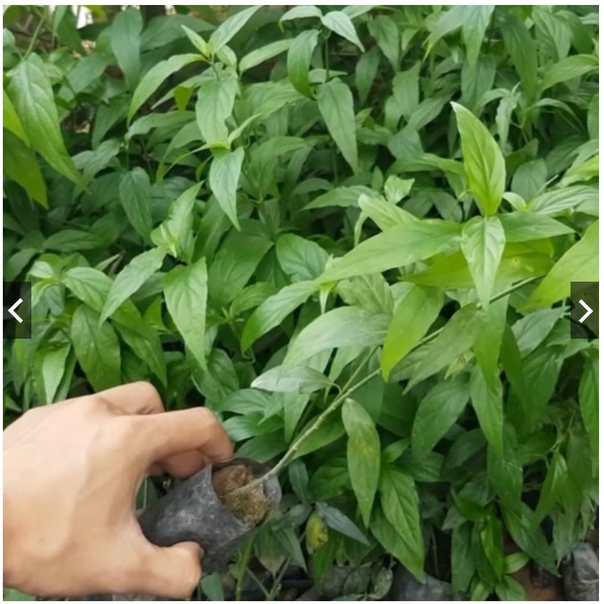 Cây Bìm Bịp (hay còn gọi là cây Xương Khỉ - Mảnh Cộng) Giống Chuẩn