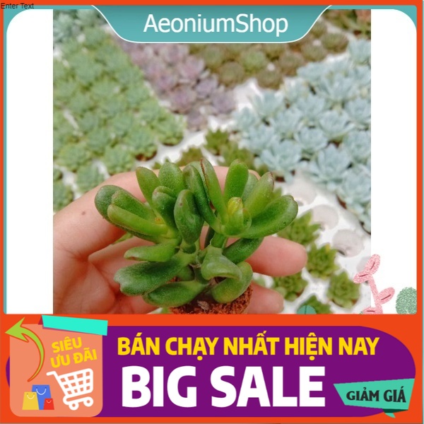 Sen Đá Ống Điếu Mini, Xuất Xứ Đà Lạt, Lỗi 1 Đổi 1 ❣️