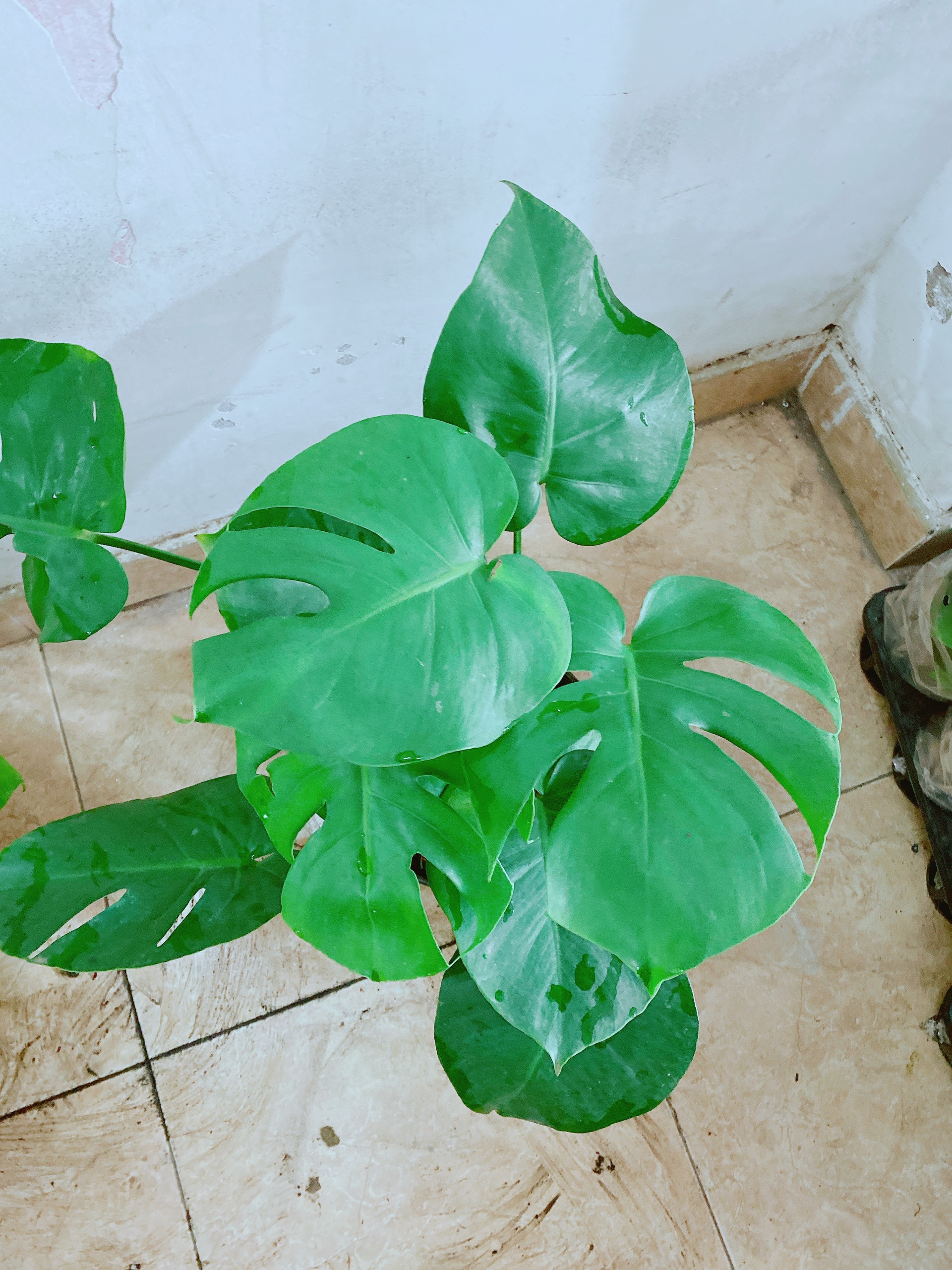 Cây Trầu Bà Lá Rách