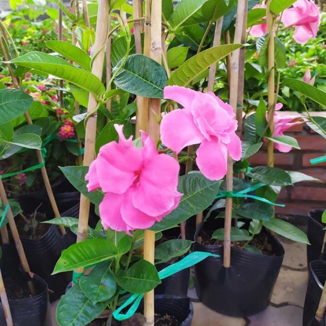 Cây hoa hồng anh leo giàn đang ra hoa