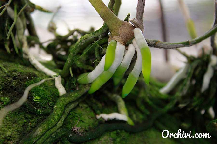 Sản phẩm kích thích ra rễ N3M 100g/chai