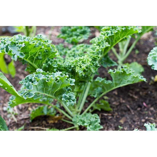 5Gram Hạt Giống Cải Xoăn ( Cải Kale )
