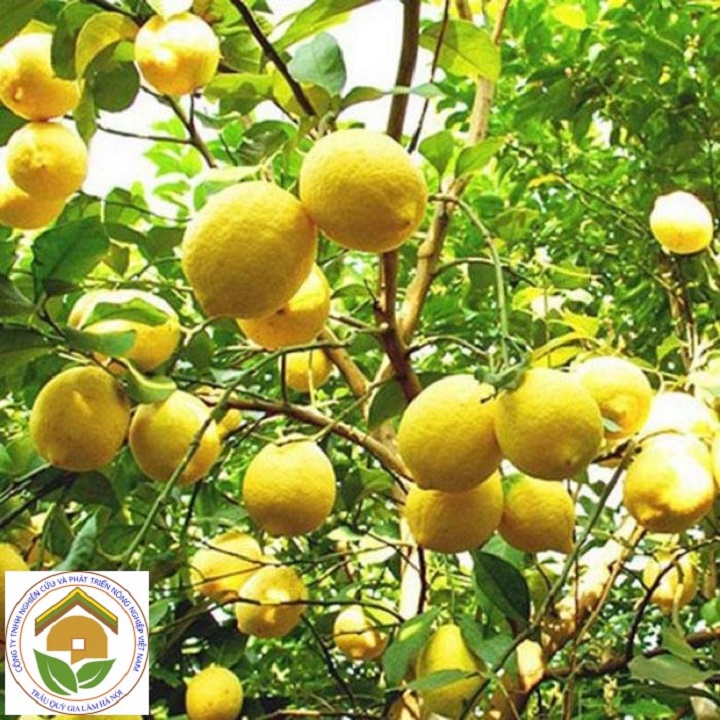 CÂY GIỐNG CÂY CHANH VÀNG KHÔNG HẠT ÚC