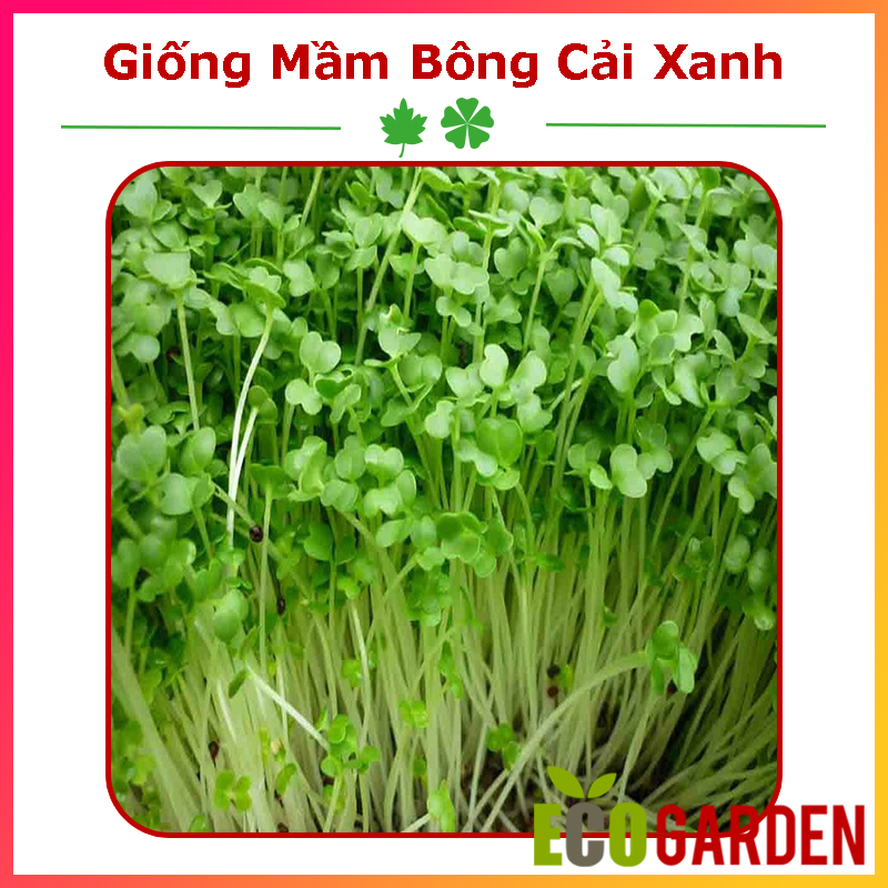 Hạt Giống Rau Mầm Bông Cải Xanh (Súp Lơ Xanh) (ECO.238)