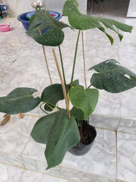 (shop uy tín) Trầu bà Lá Xẻ Nam Mỹ (Monstera deliciosa)
