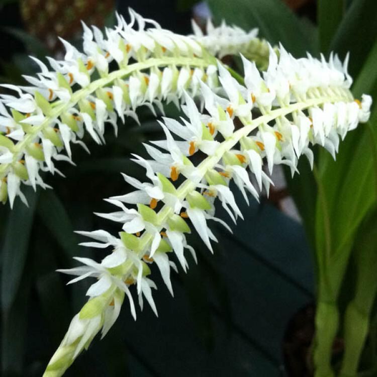 Hoa Lan đột biến móng rùa qq
