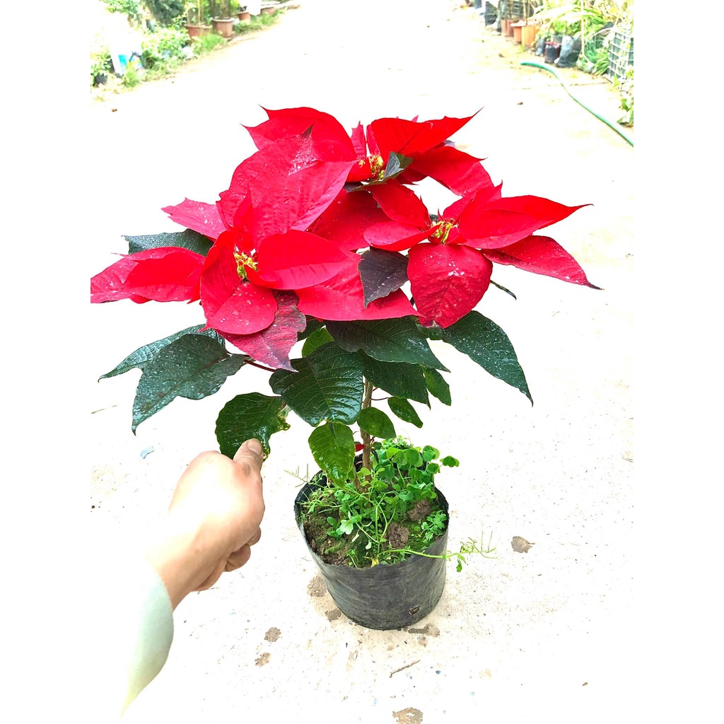 Cây trang nguyên đang hoa cao 60 cm