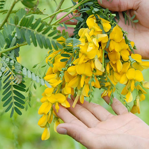 [Seeds] Hạt giống bông điên điển RD941, đóng gói 1gr (khoảng 60 hạt)