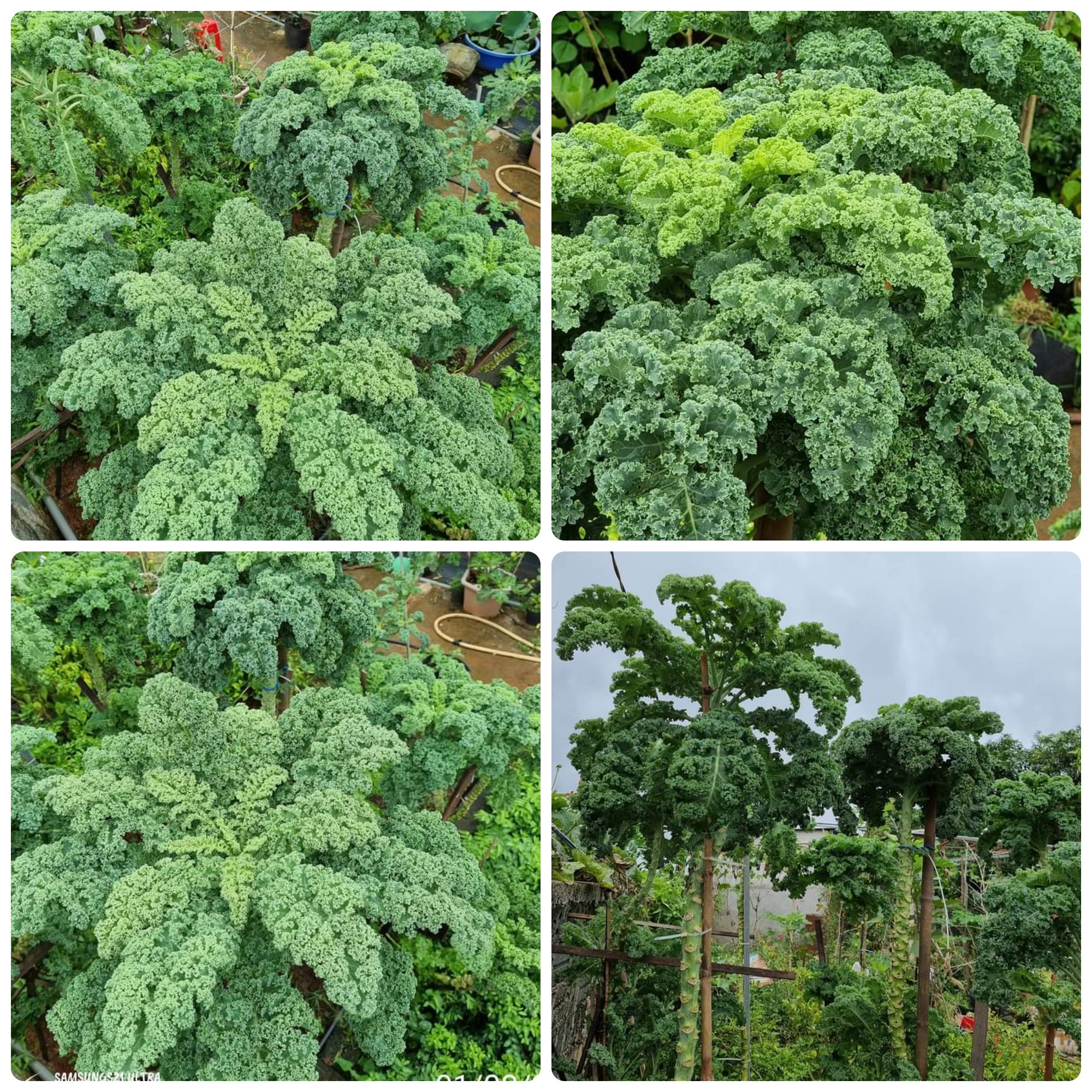 Hạt giống Cải Xoăn Kale gói 5gr~500 hạt, chịu nhiệt, trồng quanh năm