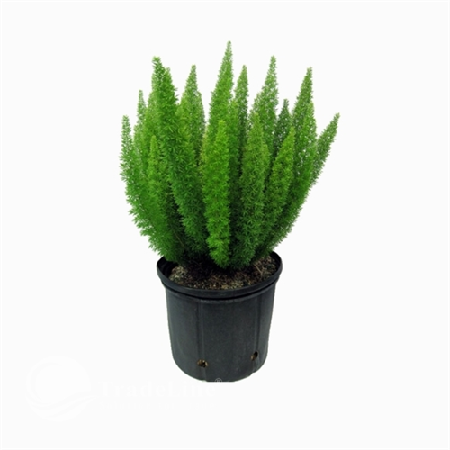 Hạt giống cây Tùng Đuôi Chồn (Trúc Thiên Môn) Gói 5 Hạt  - VTNT