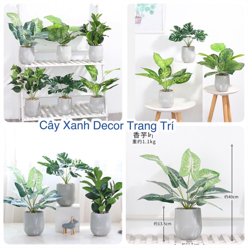 Chậu Lan Hồ Điệp (gồm cả bình màu vàng + 1 cành hoa 5 bông to), hoa lan cao su cao cấp