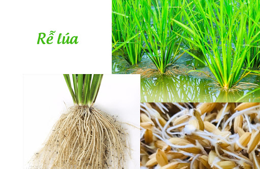 [Rẻ vô địch] PHÂN BÓN SIÊU LÂN XANH 10-55-10+ TE 15G (PHÂN BÓN SIÊU LÂN 10-55-10+ TE 15G)