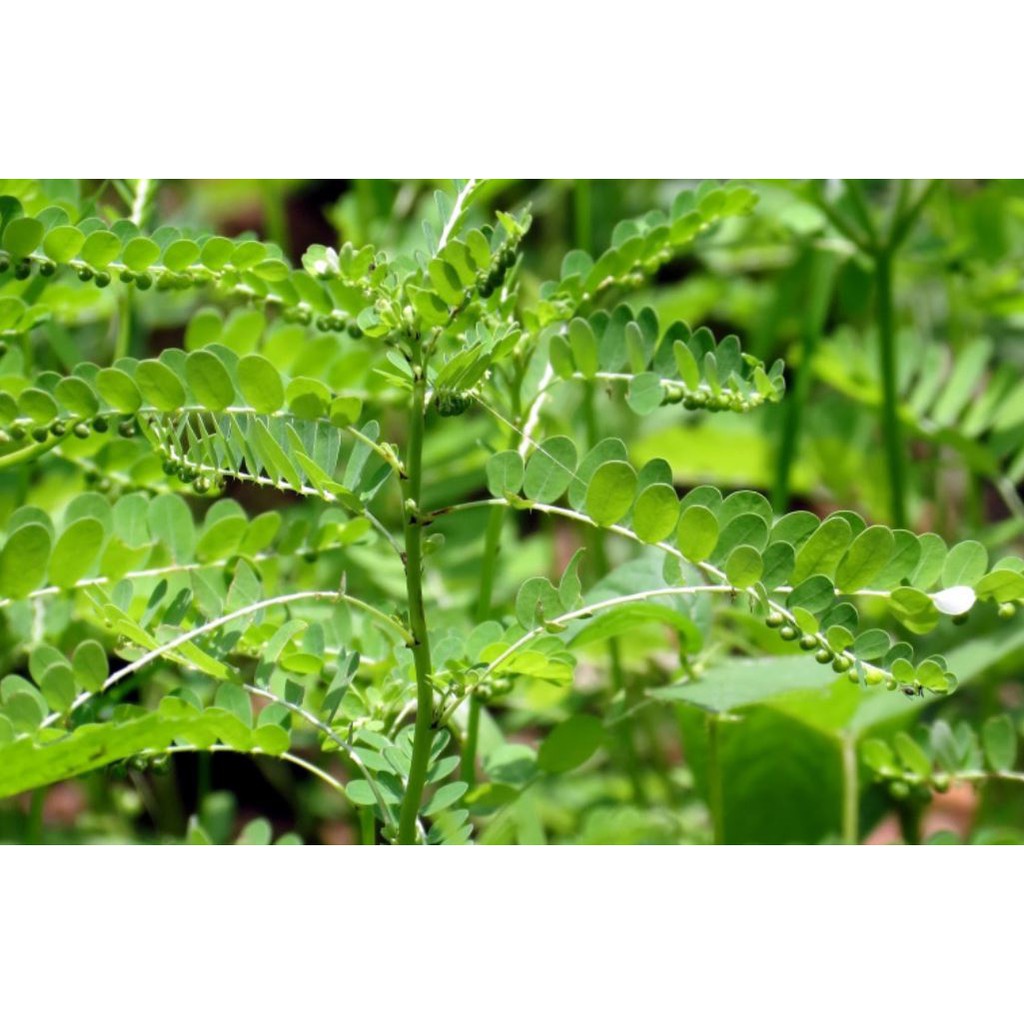Cây giống Hạ Diệp Châu ( 3 cây chó đẻ răng cưa)