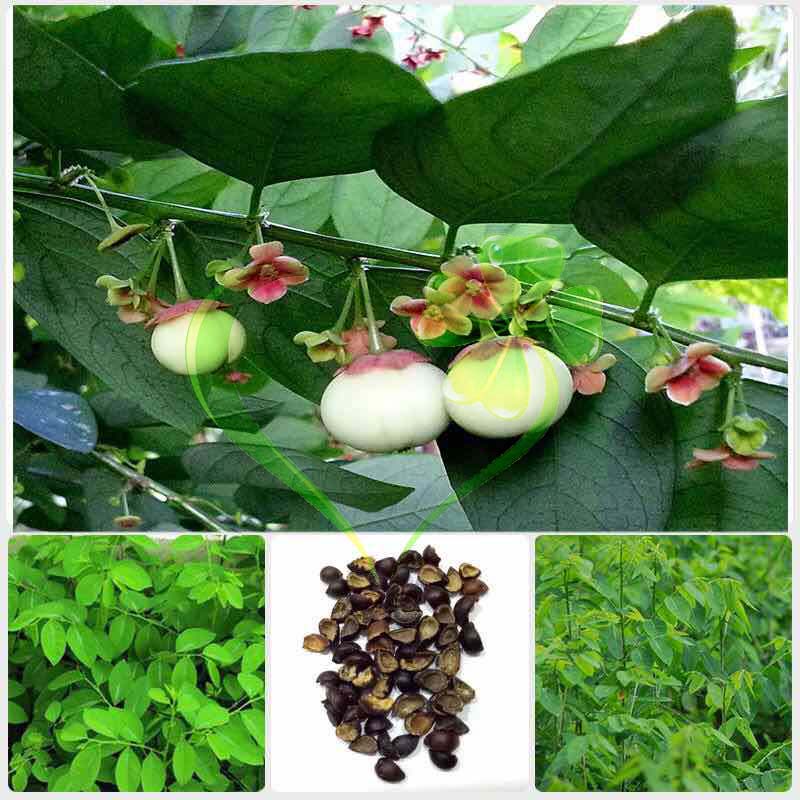 Hạt giống rau bồ ngót - gói 1 gram ăn ngon ngọt