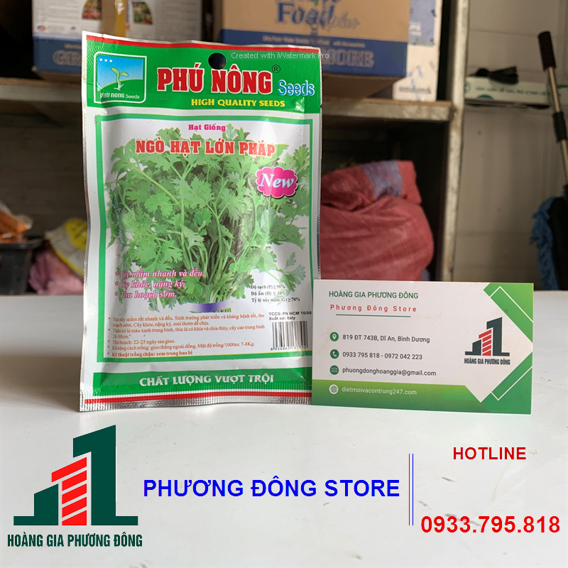 Hạt giống ngò hạt lớn 20g