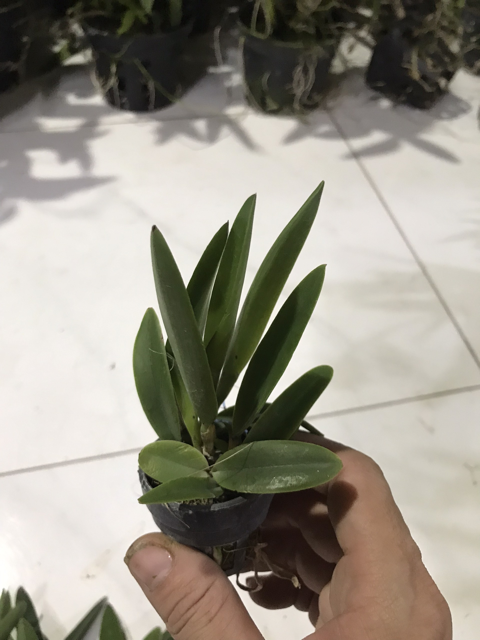 Brass Phoenix Fire Seedling