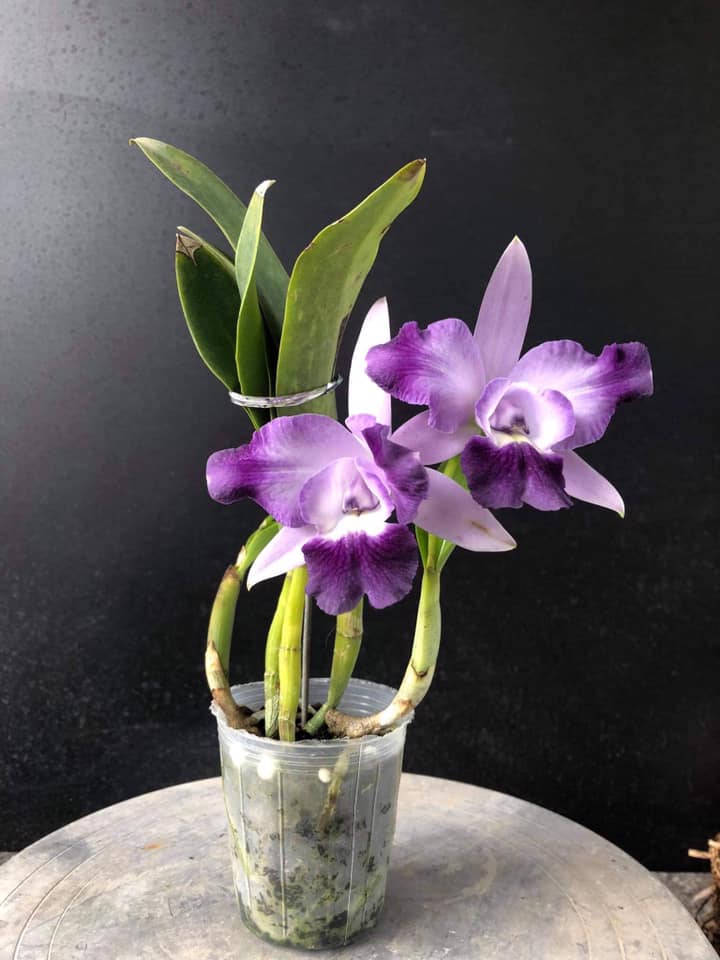 CATTLEYA- ANGLE KISS- chậu trưởng thành