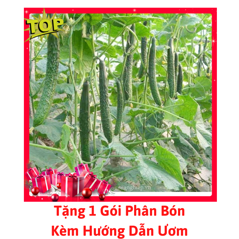 Gói Hạt Giống Dưa Chuột Nhật