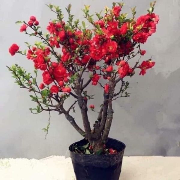 cây mai đỏ chơi tết đang nụ