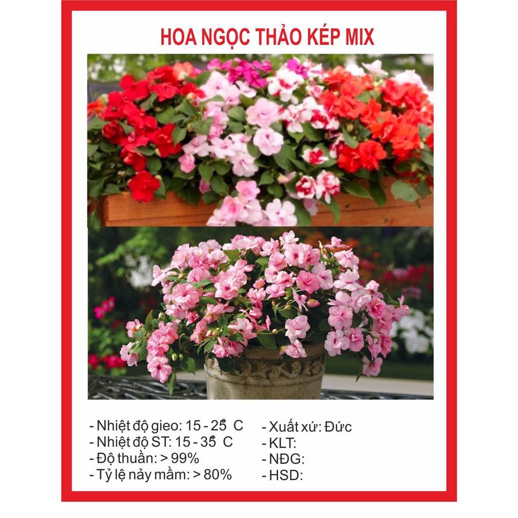 Hạt Giống Hoa Ngọc Thảo Kép Mix (Mai Địa Thảo) 20 Hạt