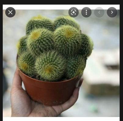 Bụi xương rồng len bụi - bóng vàng bui to