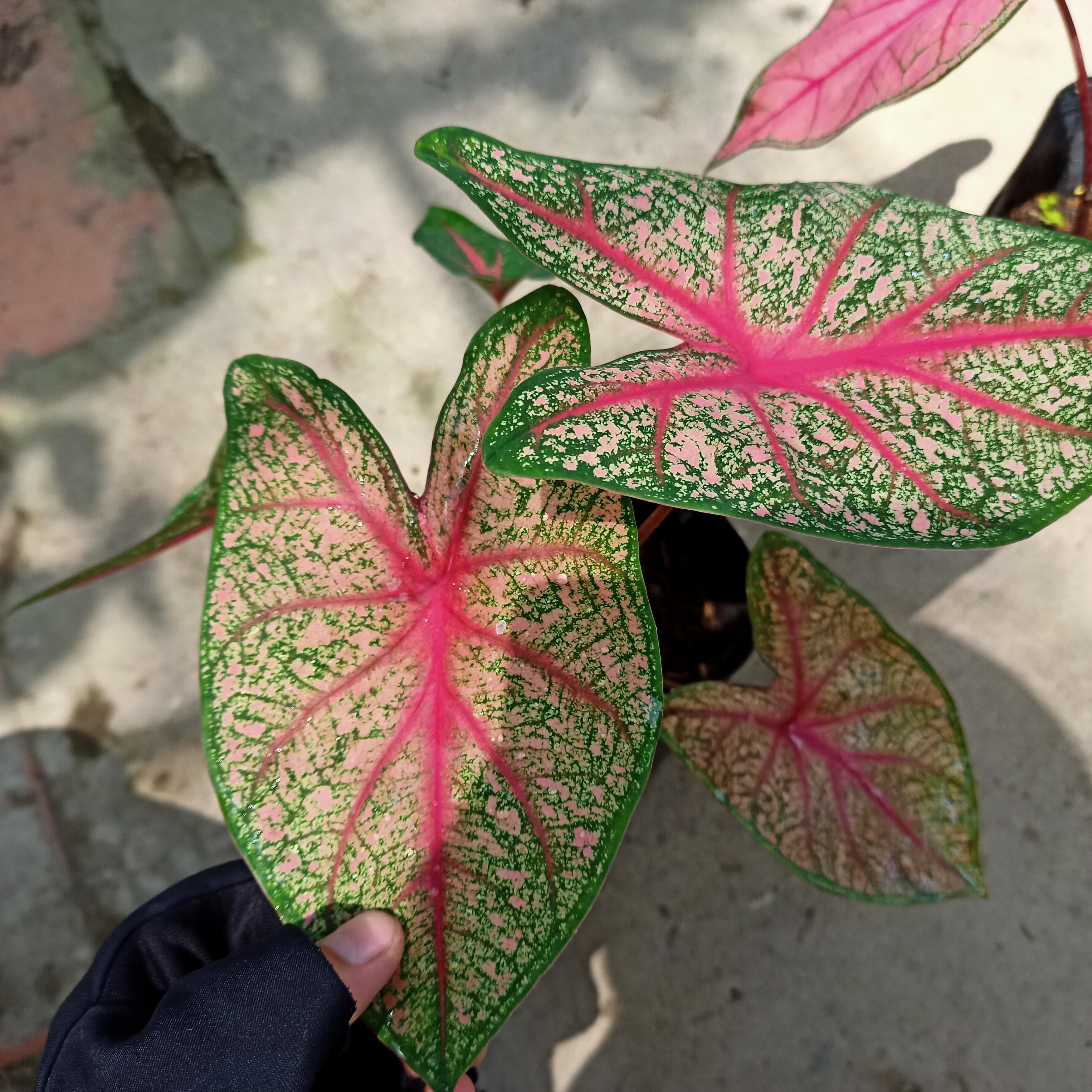 Chậu cây môn kiểng- Caladium bicolor angle wings - Summer Garden