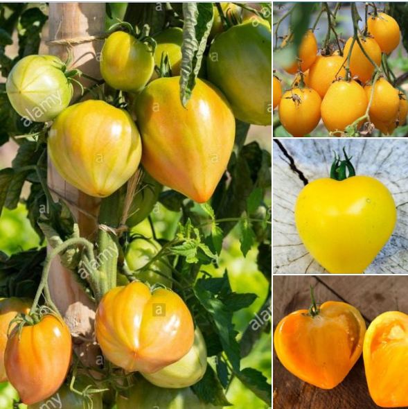 Hạt giống cà chua trái tim vàng - gói 30 hạt