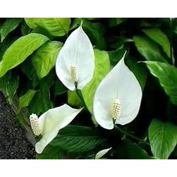 Cây giống hoa lan ý (buồm trắng)