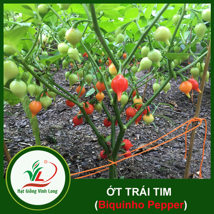 Hạt giống Ớt trái tim (hạt tự thu) - 15 hạt