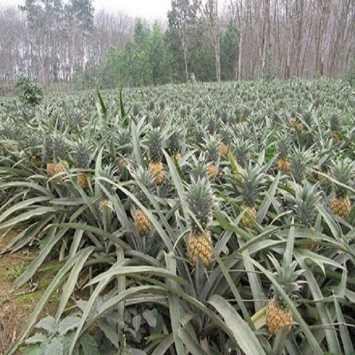 Cây giống dứa mật, GIỐNG CAO SẢN