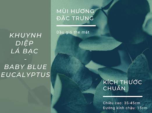 CÂY KHUYNH DIỆP | CÂY LÁ BẠC| CÂY THẢO MỘC