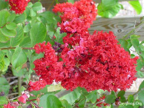 CÂY GIỐNG TƯỜNG VI LÁ XANH HOA ĐỎ ( CAY CAO 25-30CM)