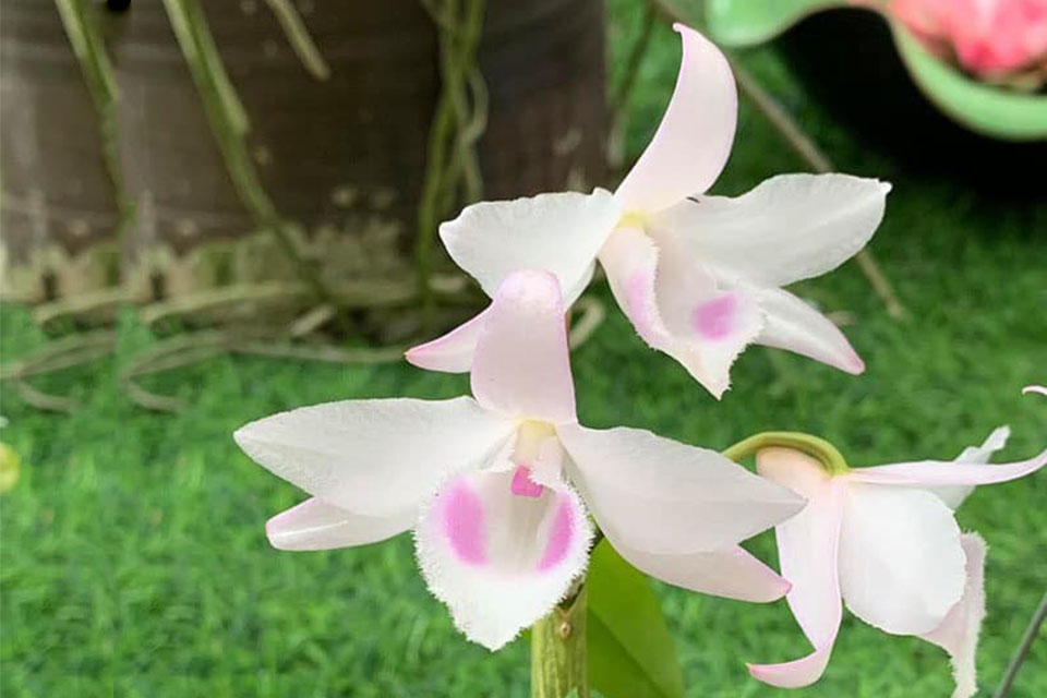 Phi điệp đột biến HỒNG YÊN THỦY