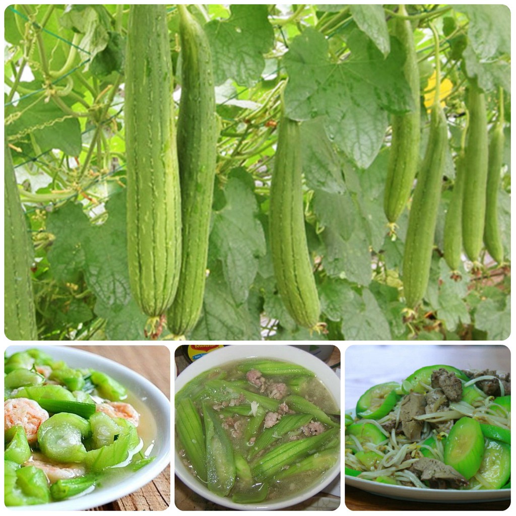 Hạt Giống Mướp Hương Thái Lan - 10 Hạt