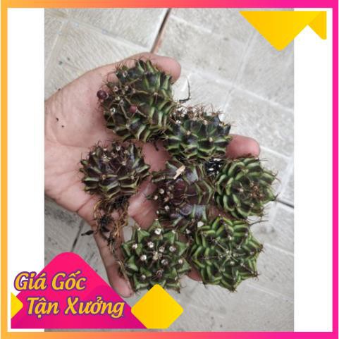 [HCM]Combo 5 Củ Xương Rồng Gym Vân (Loại Xương Rồng co Hoa đẹp)