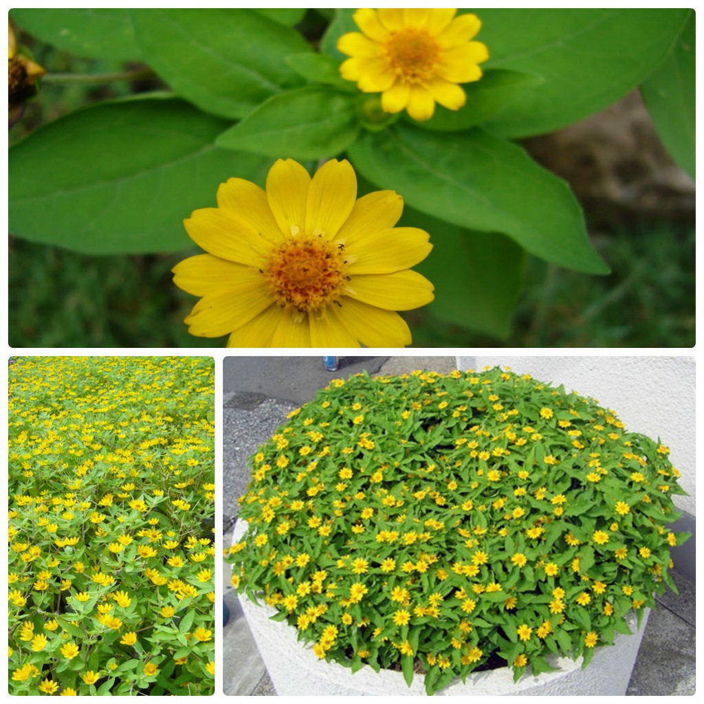 Hạt giống hoa cúc mặt trời - gói 50 hạt