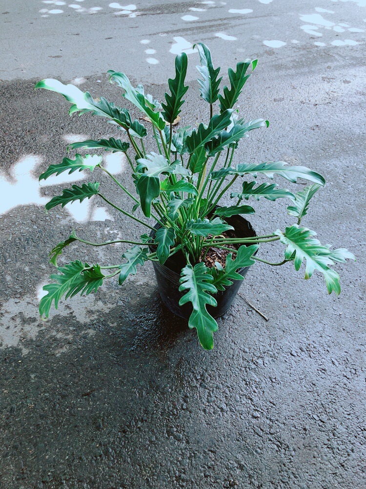 Trầu Bà Chân Vịt