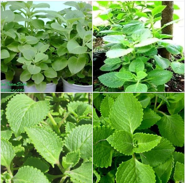 Hạt giống Húng chanh hay tần dày lá - 01gram (550 hạt )