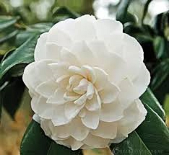 com bo 3 cây giống hoa bạch trà, hàng cực hiếm, cây giống rễ trần