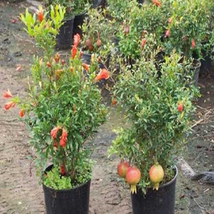 Hạt giống Lựu Lùn F1