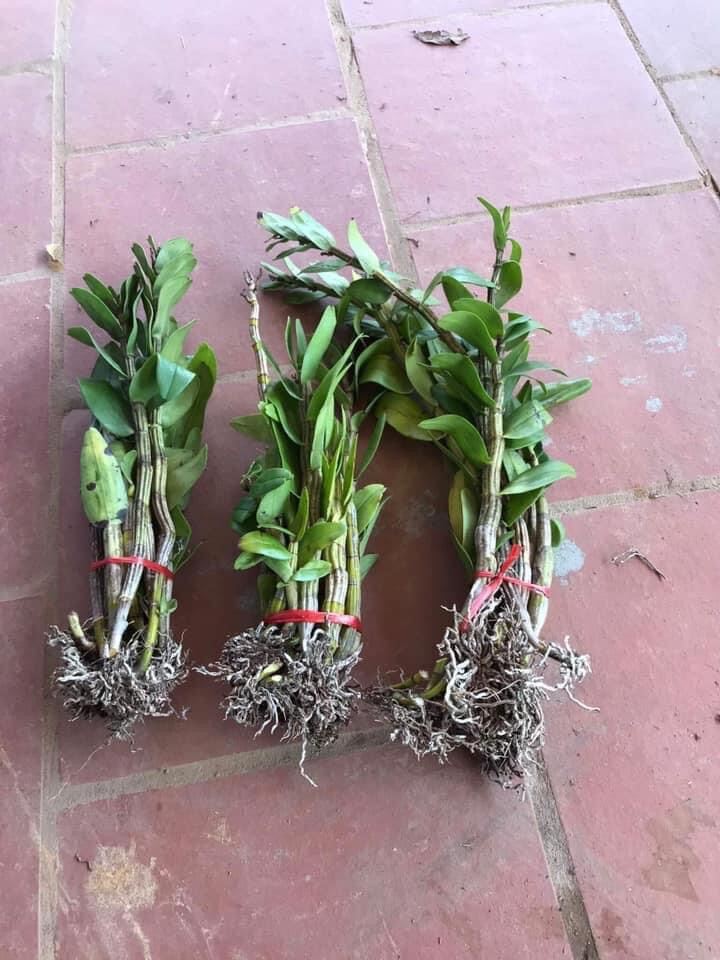 Hoa Lan đuôi công đột biến(1 bó)