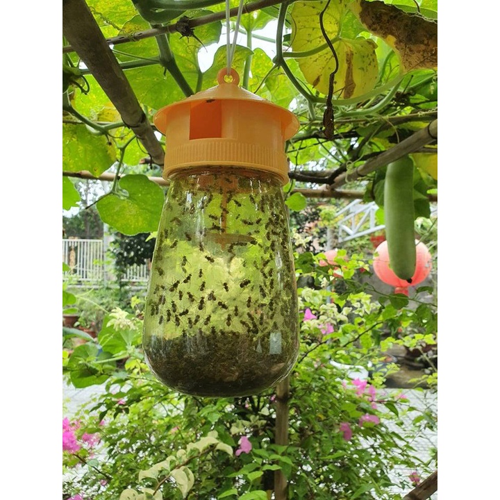 Bẫy ruồi vàng
