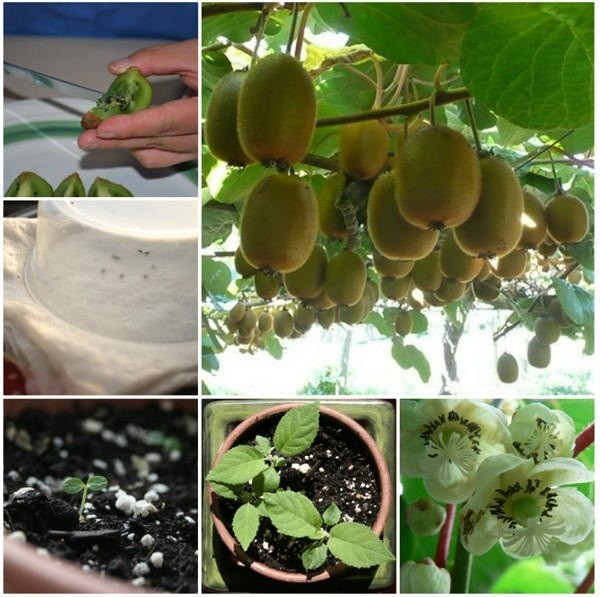 "Gói 30 Hạt " Hạt giống cây ăn trái kiwi