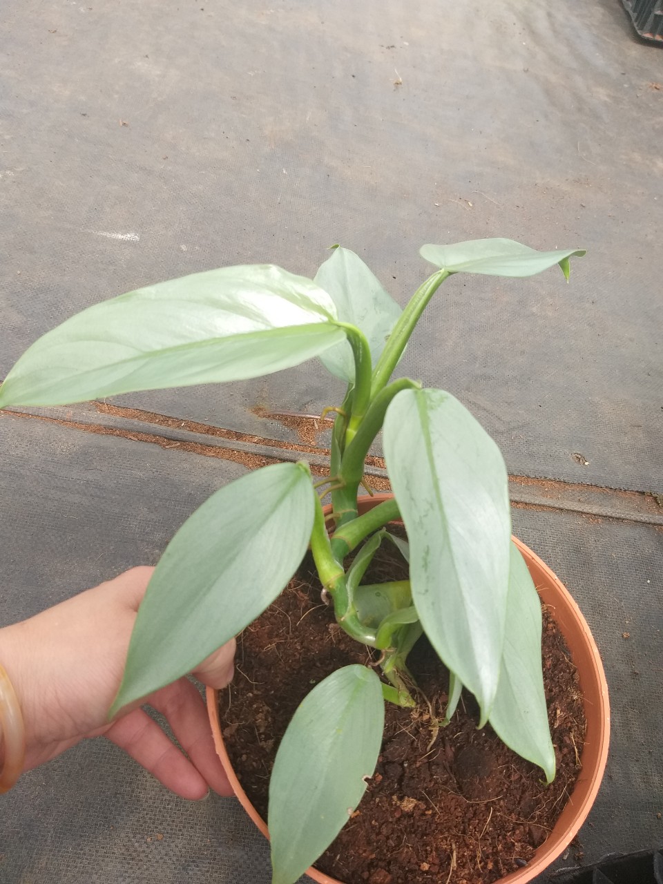 Trầu bà bạc Philodendron Hastatum