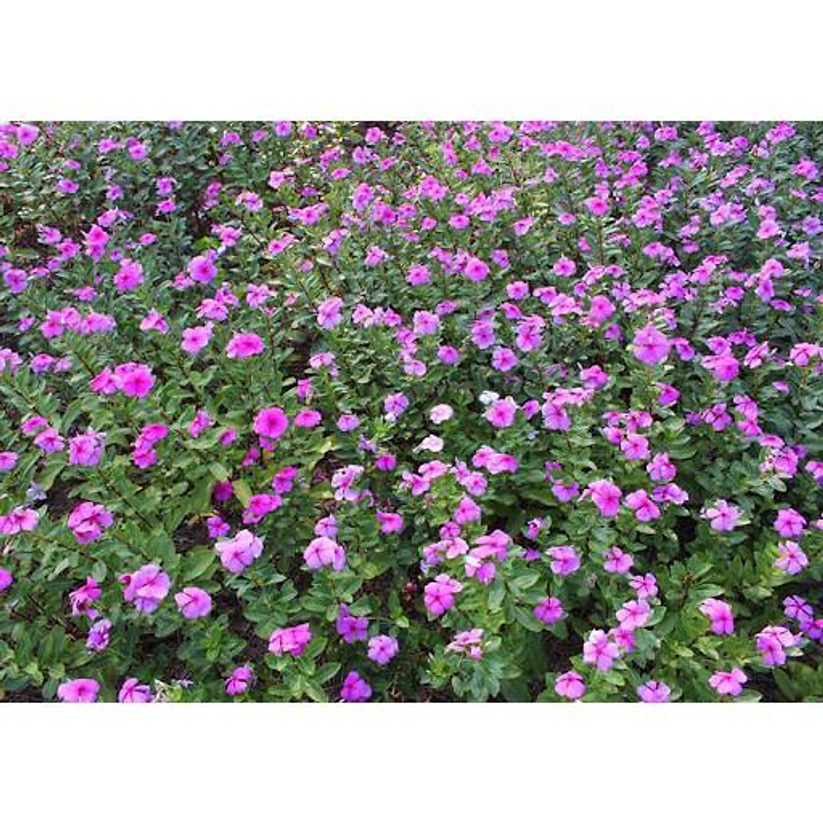 dừa cạn ta