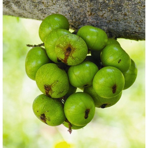 1Kg Quả sung (trái sung) loại 1 sấy khô