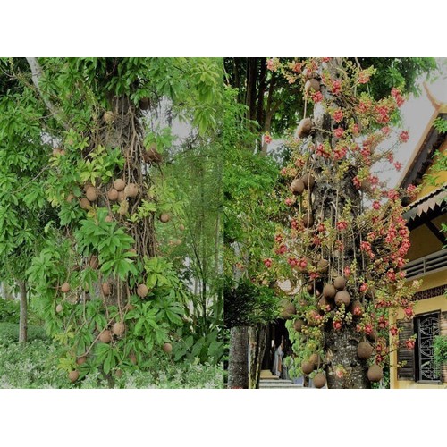 CÂY SALA ( CÂY NGỌC KỲ LÂN , CÂY ĐẦU LÂN ) GIỐNG - CGCSLKLSD