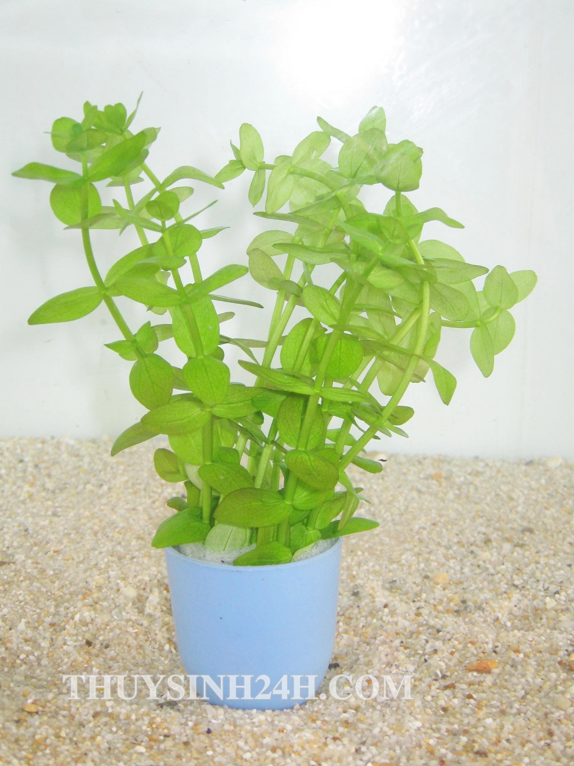 MÓNG TAY - VẢY ỐC - LỆ NHI (15 nhánh)