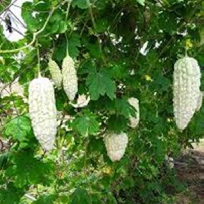 Hạt_Giống_Mướp_Đắng_Trắng 10 hạt ( tặng kèm kích mầm và phân bón )